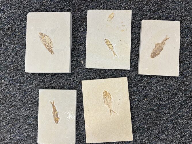 Lot - Green River Fossil Fish - Wyoming #354653